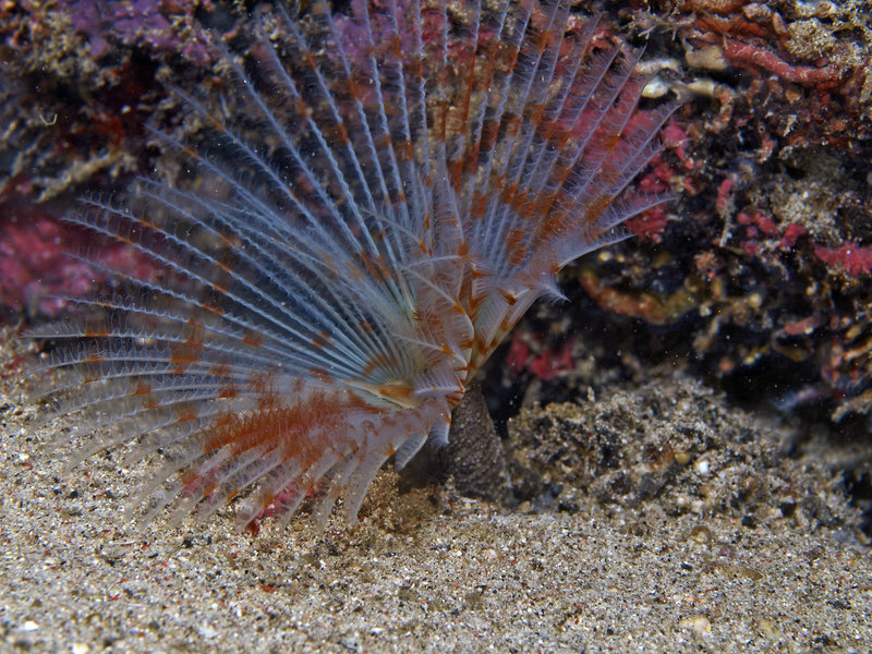 Sabang Wreck, Spiral Tube Worm
